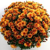 Özel Çeşit Bransound Dark Orange Kasımpatı Krizantem Çiçeği Fidesi (1 Fide)