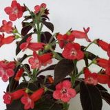 Özel Çeşit Dark Shadow Kohleria Japon Küpelisi Çiçeği Fidesi (Mini Potta)