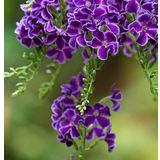 Ozel Cesit Duranta Erecta Agac Meneksesi Fidani (80-120 Cm)