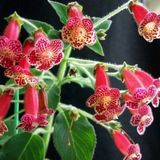 Özel Çeşit Lucifer Kohleria Japon Küpelisi Çiçeği Fidesi (Mini Potta(Kopya)