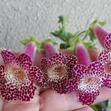 Özel Çeşit Maja Kohleria Japon Küpelisi Çiçeği Fidesi (Mini Potta)