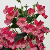 Özel Çeşit Manchu Kohleria Japon Küpelisi Çiçeği Fidesi (Mini Saksıda)