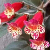 Özel Çeşit Multiflora Kohleria Japon Küpelisi Çiçeği Fidesi (Mini Potta)