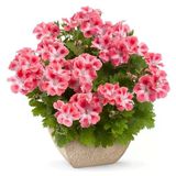 Özel Çeşit Pink White Clarion Canan Çiçeği Fidesi (1 Fide)