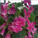 Özel Çeşit Rongo Kohleria Japon Küpelisi Çiçeği Fidesi (Mini Potta)