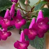 Özel Çeşit X Smithicodonia Joy Kohleria Japon Küpelisi Çiçeği Fidesi (Mini Potta