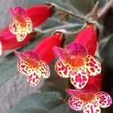 Özel Multiflora Kohleria Japon Küpelisi Çiçeği Fidesi (Mini Potta)