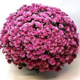 Özel Seri Branglobe Pink Pembe Kasımpatı Çiçeği Fidesi (1 Adet)