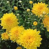 Özel Seri Cayman Yellow Katlı Kasımpatı Krizantem Çiçeği Fidesi (1 Adet)