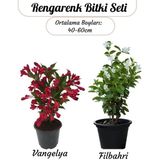Özel Set Kırmızı Renk Vangelya Gelin Tacı Çiçeği & Kokulu Beyaz Filbahri Çiçeği