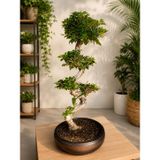 Özel Tasarım Taş Saksı Bonsai Ağaç Bitki S Gövde Shape 80 cm