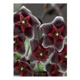 Özel Tür Bordo Renk Mum Çiçeği 10-20Cm Hoya Carnosa