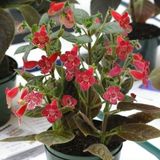 Özel Tür Carnival Kohleria Japon Küpelisi Çiçeği Fidesi (Mini Pot)