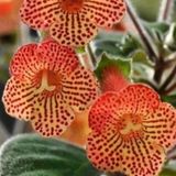 Özel Tür Citronella Kohleria Japon Küpelisi Çiçeği Fidesi (1 Fide)