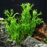 Özel Tür İthal Windelov Java Fern 1 Kök Kolay ve İhtişamlı Akvaryum Bitkisi Canlı Akvaryum Bitkileri