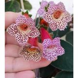 Özel Tür Lori Kohleria Japon Küpelisi Çiçeği Fidesi (Mini Pot)