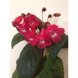 Özel Tür Ni's Kiira Kohleria Japon Küpelisi Çiçeği Fidesi (Mini Pot)