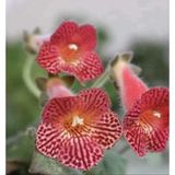 Özel Tür Olla Mm's 0119 Kohleria Japon Küpelisi Çiçeği Fidesi (Mini Pot)