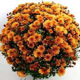 Özel Tür Özel Tür Bransound Dark Orange Kasımpatı Krizantem Çiçeği Fidesi (1 Fide)