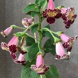 Özel Tür Vanilla Kohleria Japon Küpelisi Çiçeği Fidesi (Mini Pot)