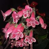 Özel Tür Victoria Kohleria Japon Küpelisi Çiçeği Fidesi (Mini Saksıda)