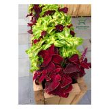 Özel Tür Yaprak Güzeli Çiçeği 3 Adet Mini Saksıda Kolyos(Coleus), GDB140624NA33