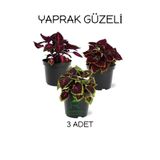 Özel Tür Yaprak Güzeli Çiçeği 3 Adet Saksıda Kolyos(Coleus), SRD1322025BYB48