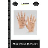 Özel Üretim Anatomik Eğitim Model Sağlık Akupunktur El Maketi