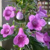 Özel X Gloximannia She Dancing Kohleria Çiçeği Fidesi Kohleria Japon Küpelisi Çiçeği Fidesi (Mini Potta)