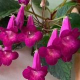 Özel X Smithicodonia Joy Kohleria Japon Küpelisi Çiçeği Fidesi (Mini Potta