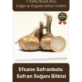 Özel Yerli Üretim Dikime Hazır Büyük Boy 1. Kalite Efsane Safranbolu Safran Soğanı Bitkisi - 1 Adet