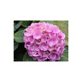 ÖZGÜVEN TARIM Ortanca Çiçeği Fidanı Karışık Renk 10-20 Cm