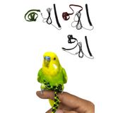 ozzipetshop Forpus Papağan Tasması