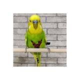 ozzipetshop Muhabbet Kuş Tasmasi + Süpriz Hediye