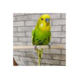 ozzipetshop Muhabbet Kuşu Tasmasi Yeşil Siyah + Süpriz Hediye