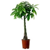 Pachira Aquatica- Örgülü Para Ağacı-Paçhira 180 Cm