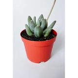 Pachyphytum Diamond Dekoratif Etli Yapraklı Sukulent 8.5 Kırmızı Saksıda