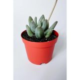 Pachyphytum Diamond Sukulent 8.5 cm Kırmızı Saksıda | Etli Yapraklı Bitki, Dekoratif Sukulent, 8.5 cm Saksı, Kırmızı Saksı