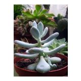 Pachyphytum Glutinicaule Sukulent Bitki, SRD1322025BYB270