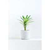 Pachypodium Lamerei - Madagaskar Palmiyesi Mini - Ev Ofis Salon Iç Mekan Bitkisi