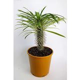 Pachypodium Lamerei Madagaskar Palmiyesi Nadide Tür Tekli Özel Kaktüs 20cm Saksıda