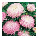 Paeony Duchesse Apricot Pompon Aster Çiçeği Tohumu (50 Tohum)