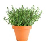 Paket 500 Adet Tohum Aromatik Doğal Dağ Kekiği Tohumu Kekik