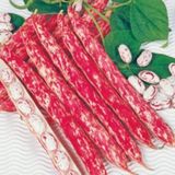 Paket Barbunya Sırık Fasulye Tohumu 150 Tohum+ Tohum