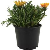 Palmiye Gazania - Koyungözü - Gazanya