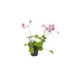Palmiye Oxalis Yeşil - Süs Yoncası - (13 Cm Saksıda)