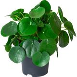 Palmiye Pilea (Para Çiçeği) Seramik Saksı 30-35 cm Modern Tasarım ile Dekoratif Kullanım