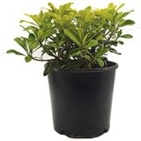 Palmiye Pittosporum Tobira Nana - Bodur Yıldız Çalısı