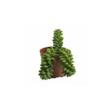 Palmiye Sedum Burrito 8,5 cm Saksıda