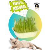 PAMEPAW %100 Doğal Fileli Kedi Çimi (Tüy Yumağı Önleyici)